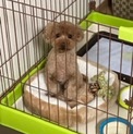 人懐っこいプードル オス
