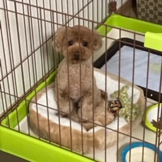 人懐っこいプードル オス