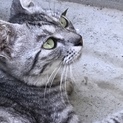 綺麗なママ猫。人馴れしてます。抱っこOK‼️