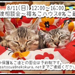 譲渡相談会〜福ねこハウス@ねこ蔵〜