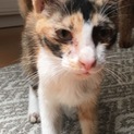 急募 三毛猫の子猫です。