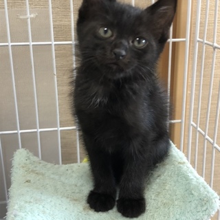 募集一時停止 人懐こい黒猫のリーネちゃん