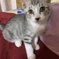 6月1日生まれの3兄妹！ティグレット