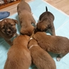 保護 犬猫担当(保護活動者)
