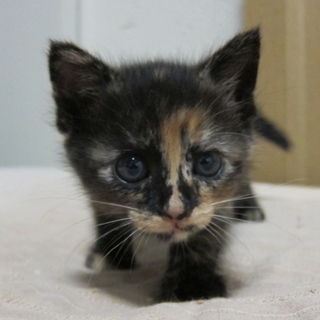 ユニーク柄の三毛ベビー