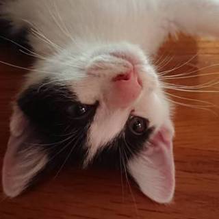 穏やかでマイペース白黒ハチワレちゃんです。