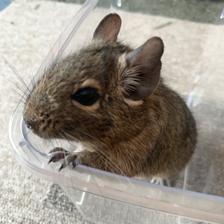箱うさぎ保護デグーのビリーくん(仮名)♂
