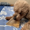 元気いっぱい！まだまだ若い！トイプードルこつぶ サムネイル7