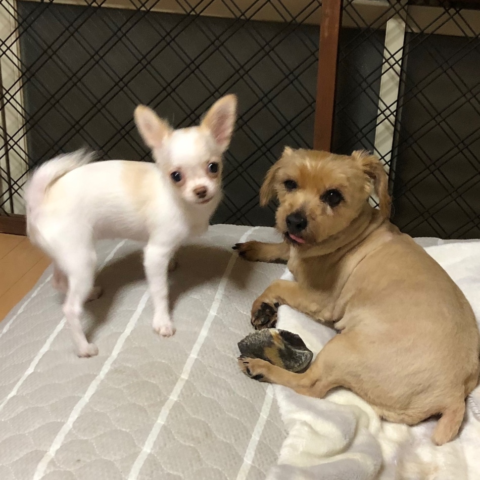 神楽のカバー写真