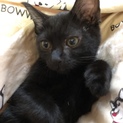  5ヶ月のメスの黒の子猫