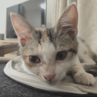 生後2ヶ月 三毛猫 トコトコと後ろをついてきます！