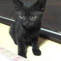 生後3ヶ月目★黒子猫さん女の子