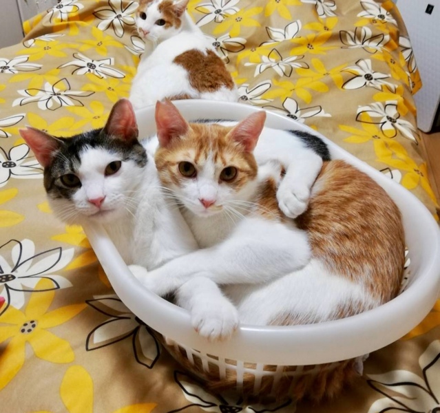 去勢手術済み １歳の男の子兄弟 東京都 猫の里親募集 273166 ペットのおうち 月間利用者150万人