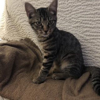 抱っこ大好き。トイレ完璧なお利口さんです