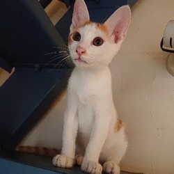 大阪市北区*子猫 &大人ねこの幸せさがし譲渡会 サムネイル2