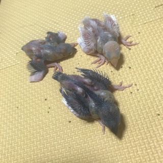 7/20生まれの文鳥の里親さん募集3羽