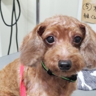 使用しない
