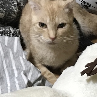 スコティッシュの里親募集中