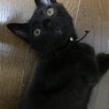 黒猫子猫二ヶ月里親募集！
