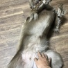ワイマラナー♀2歳 サムネイル5
