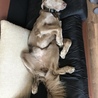 ワイマラナー♀2歳 サムネイル6