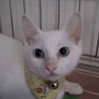 かわいい白子猫　しろ子