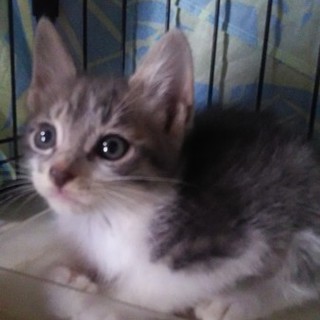 とても元気な兄弟２匹