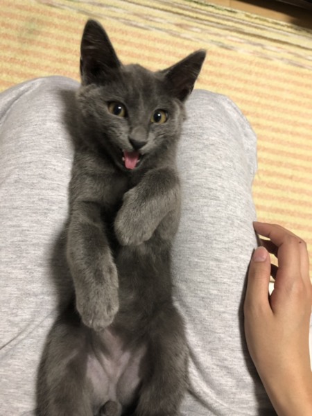 ΦωΦ)ロシアンブルー(ΦωΦ)生後3ヶ月♥里親様宜しくお願い致します・猫 