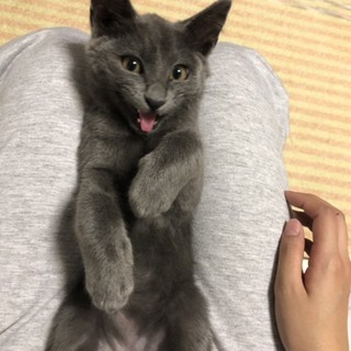 ロシアンブルーみたいな男の子 動画あり