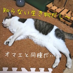 「未知の正体。」サムネイル2