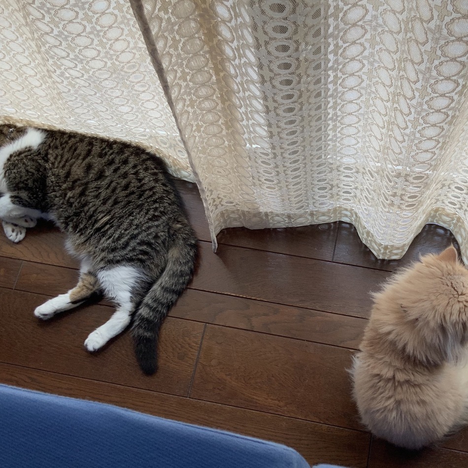 ピーターのカバー写真