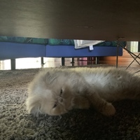 ブチャ