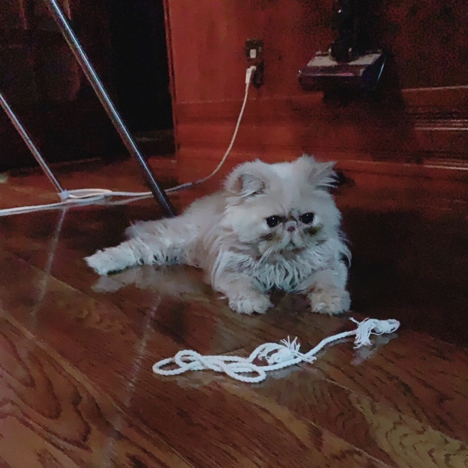 ブチャのカバー写真