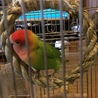 手乗り　コザクラインコ