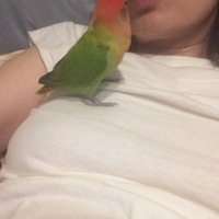 かぼたん