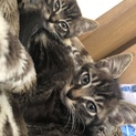 子猫3匹