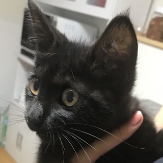 生後3カ月くらいの黒猫ちゃんです