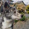 秋田犬 6歳の女の子