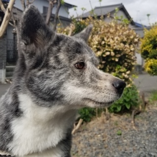 秋田犬 6歳の女の子