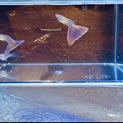 桜色グッピーの稚魚10匹里親募集