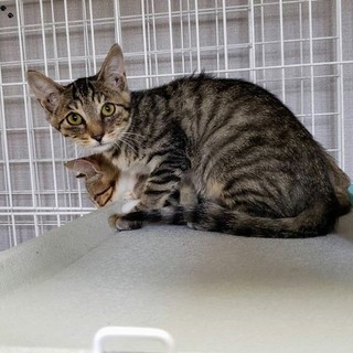 海シリーズ4兄妹☆アクアくん2.5ヶ月