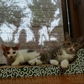 子猫と母さん猫の里親さんを募集しています
