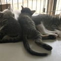 元気いっぱいベタ慣れ猫さん4匹
