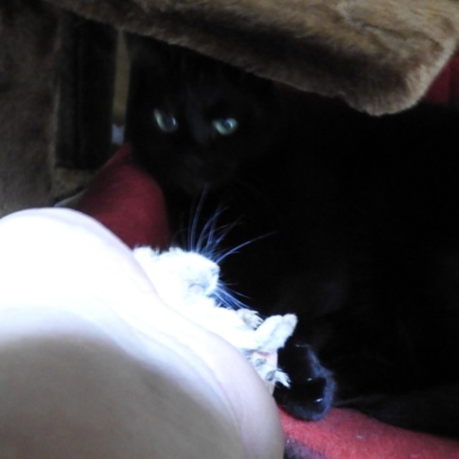 wantanのカバー写真