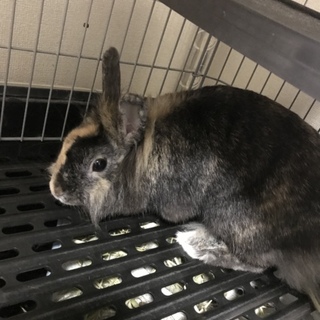 転勤のため里親募集します