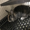 転勤のため里親募集します サムネイル2