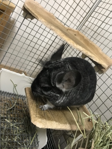 チンチラの里親募集 サムネイル1