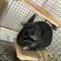チンチラの里親募集