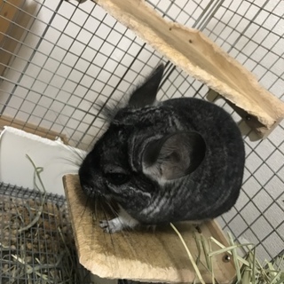 チンチラの里親募集
