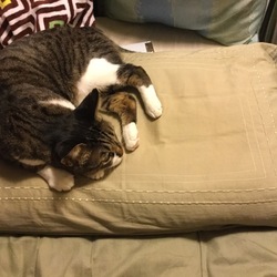 「猫ベッド」サムネイル2